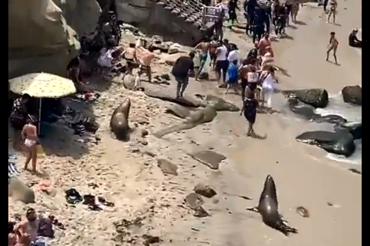 Leones marinos ahuyentan a turistas en playa de California.