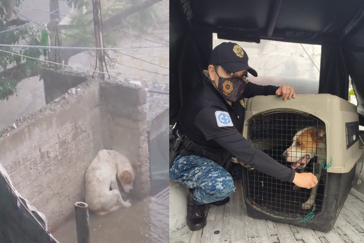 Foto: Twitter/ @LetyVarela | Rescatan a Leo, perrito que vivía amarrado bajo lluvia y granizo