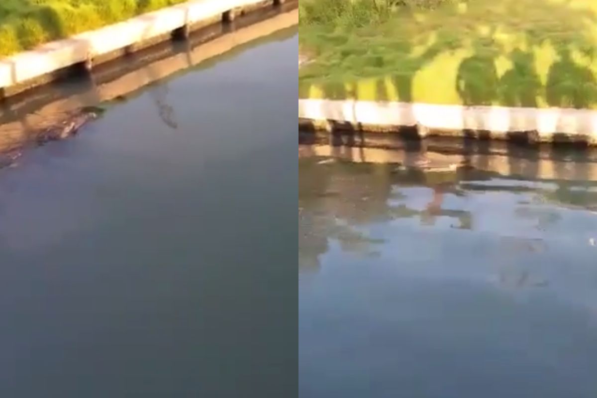 Foto:Captura de pantalla|Muere hombre al ser atacado por un cocodrilo en una laguna de Tampico