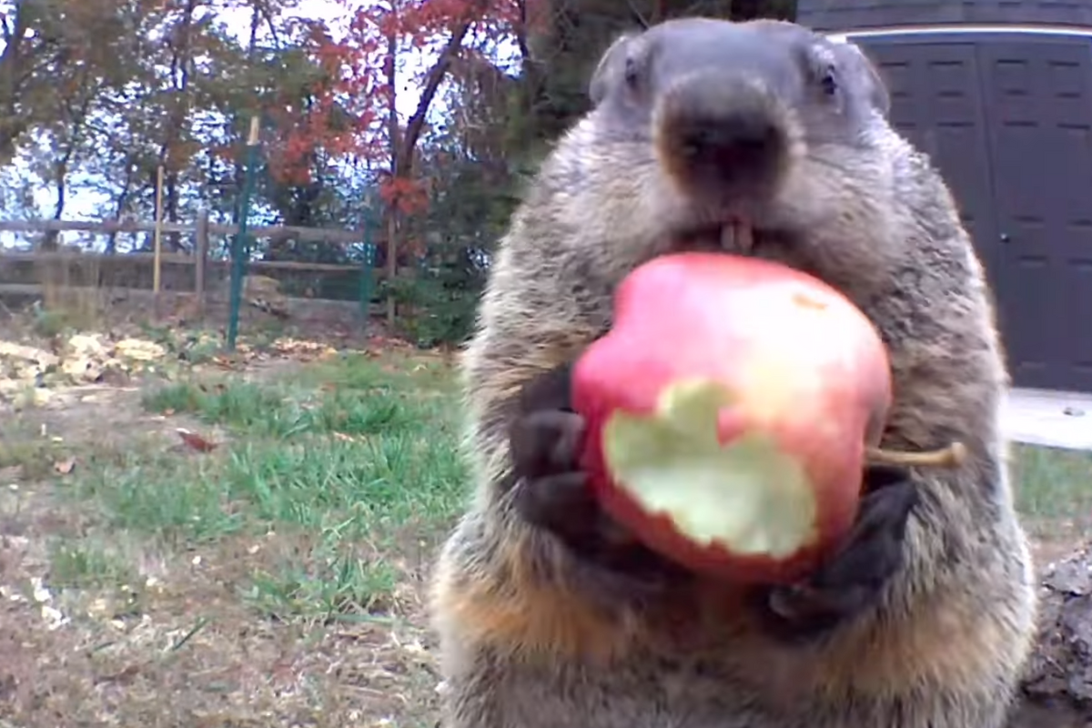 Foto: Facebook/ @Chunk The Groundhog | ¡Qué cinismo! Una marmota no solo es captada robando la cosecha, también se la come frente a la cámara