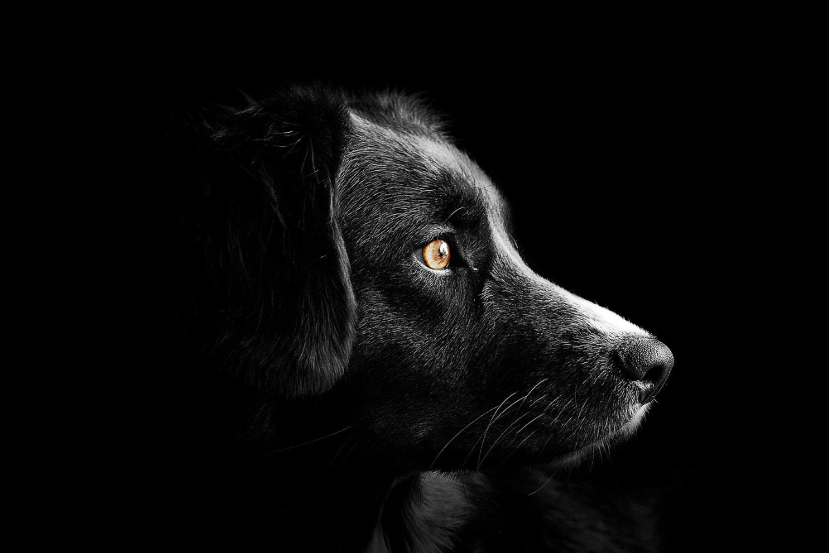 Foto: Pixabay | ¡El mejor amigo del hombre! Perrito rescata a niño cuando es atacado por otro perro