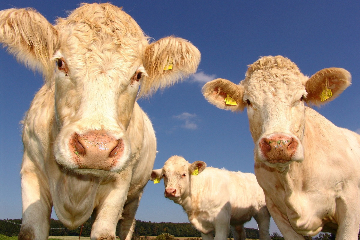 Foto: Pixabay | Decenas de vacas mueren envenenadas por la sequía en Italia