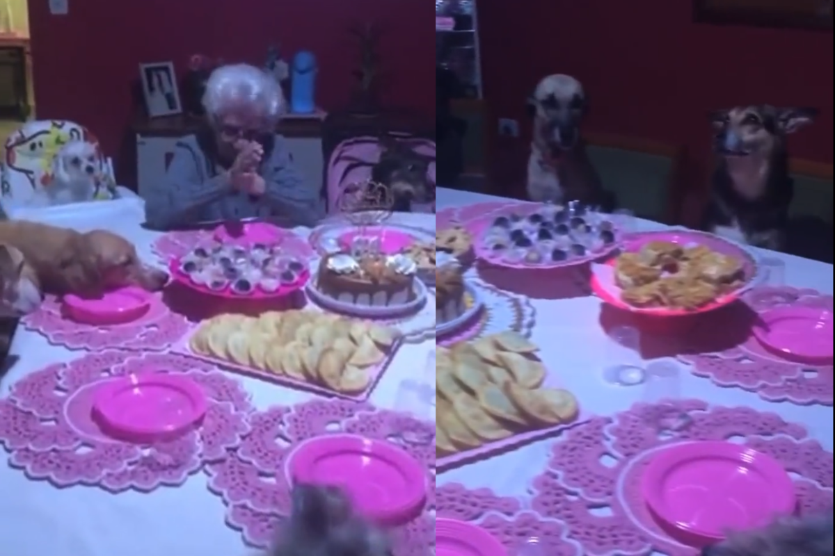 Foto: Twitter/ @vitoria.abencoada | ¡Feliz cumpleaños! Abuelita festeja junto a sus 10 perritos