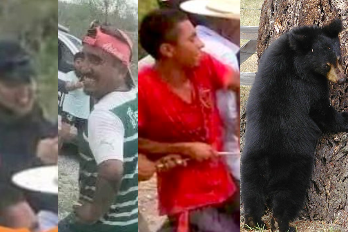 Foto: Twitter/ @arturooislas y Pixabay | Entre risas, policías y habitantes de Coahuila  golpean, amarran y asfixian a oso negro de 4 meses