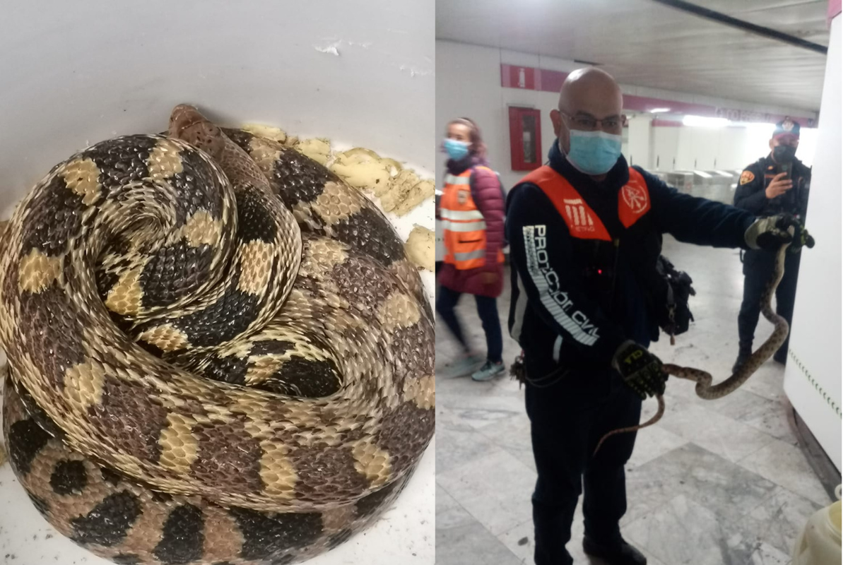 Foto: Facebook / @metrocdmx | Un serpiente de más de un metro fue hallada en la línea 1 del Metro CDMX