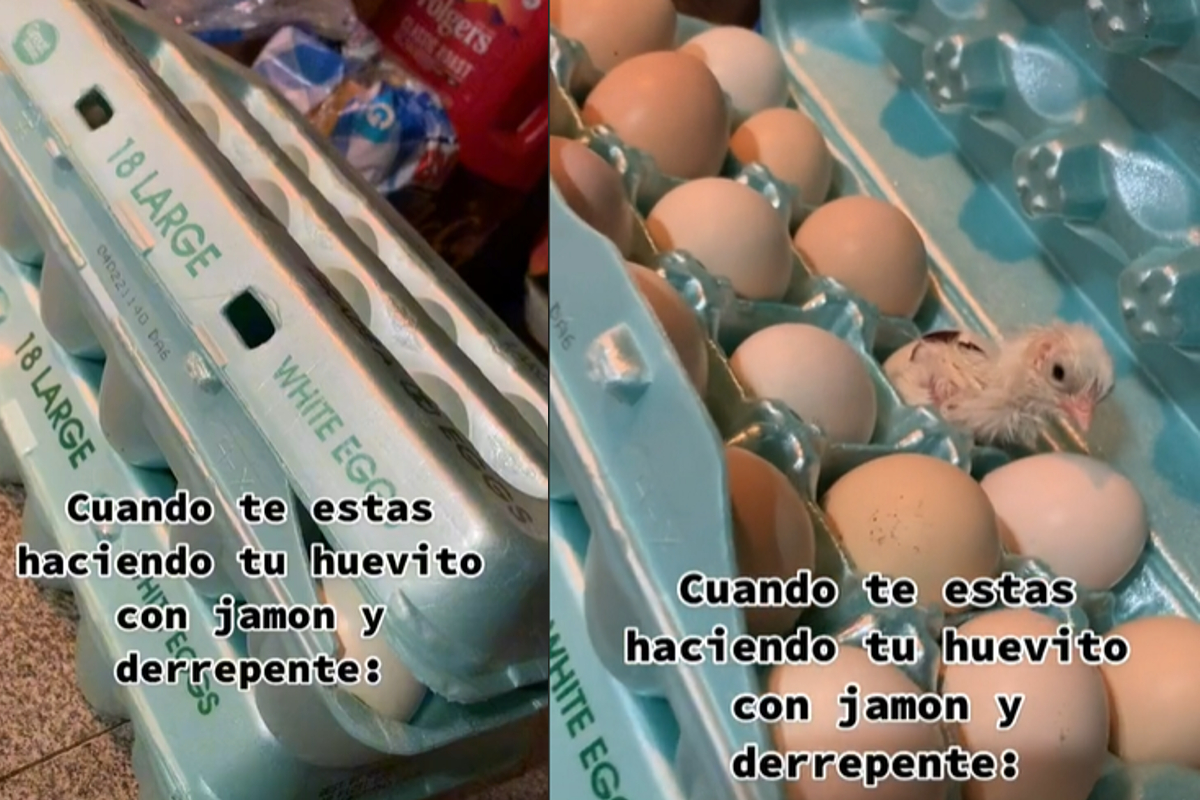 Una joven encontró un pollito recién nacido en la charola de huevos, mientras se disponía a realizar su desayuno