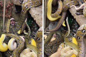 VIDEO: Captan a serpientes gigantes cayéndole encima a trabajador de zoológico; momento se viraliza en TikTok. Noticias en tiempo real