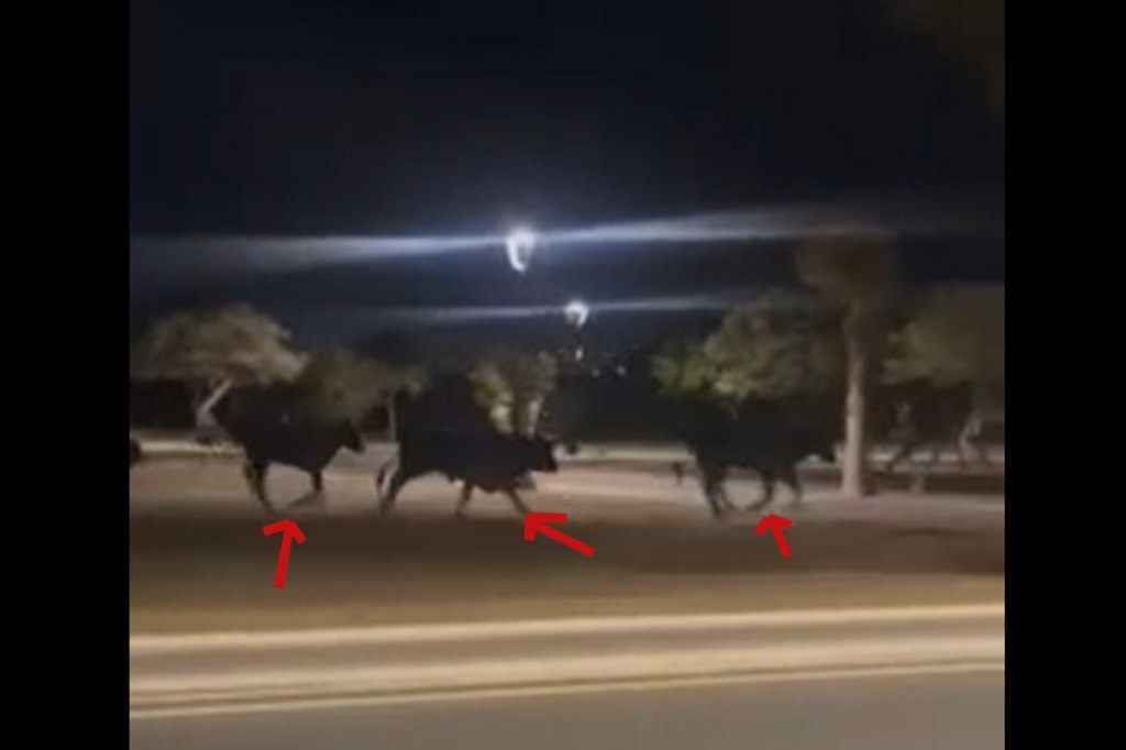 Ciudadanos de NL , en redes compartieron unos videos que lograron captar a una manada de toros presuntamente de lidia, por calles del estado