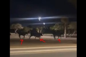 Video: ¡Hermosos y peligrosos! Captan a Toros de lidia en calles de NL. Noticias en tiempo real