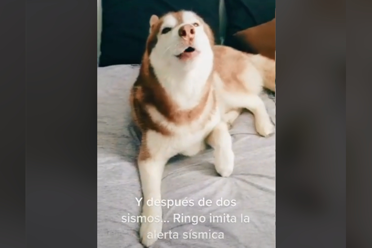 En TikTok , Ringo un perrito de raza Husky se viralizó ya que con sus aullidos imita el particular sonido de la alerta sísmica