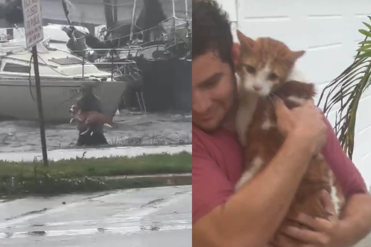 Captan en video rescate de perrito y gatito en medio del huracán Ian.
