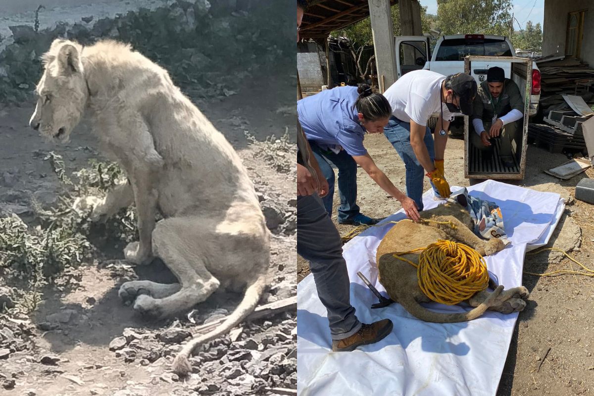 Foto:Twitter/@PROFEPA_Mx|Rescatan a un león africano desnutrido durante cateo en Chalco