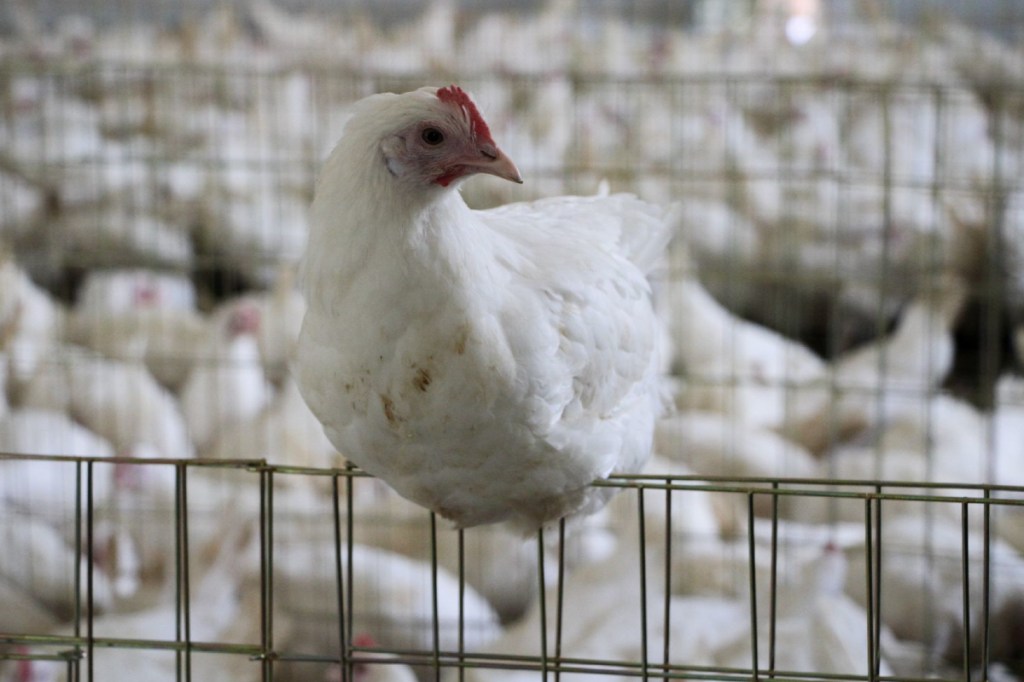México reportó a la Organización Mundial de Sanidad Animal su primer caso de la cepa H5N1 de la gripe aviar.