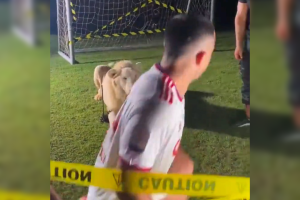 VIDEO: ¡Por poco y no juega! Kostas Manolas se asusta al posar con un León en su presentación. Noticias en tiempo real
