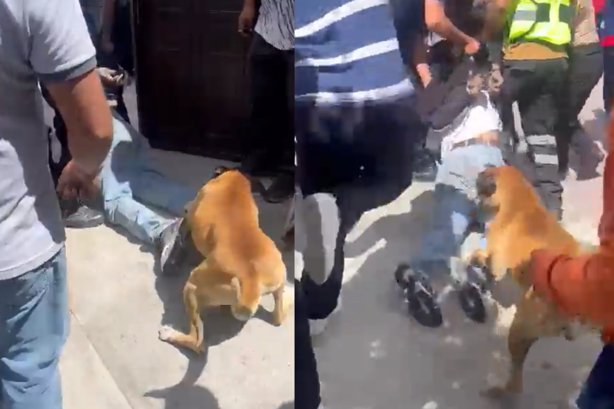 Foto: Twitter/ @KarlaDaH | A golpes y ¡¿mordidas?! Familia con todo y perrito defiende su casa de un ladrón
