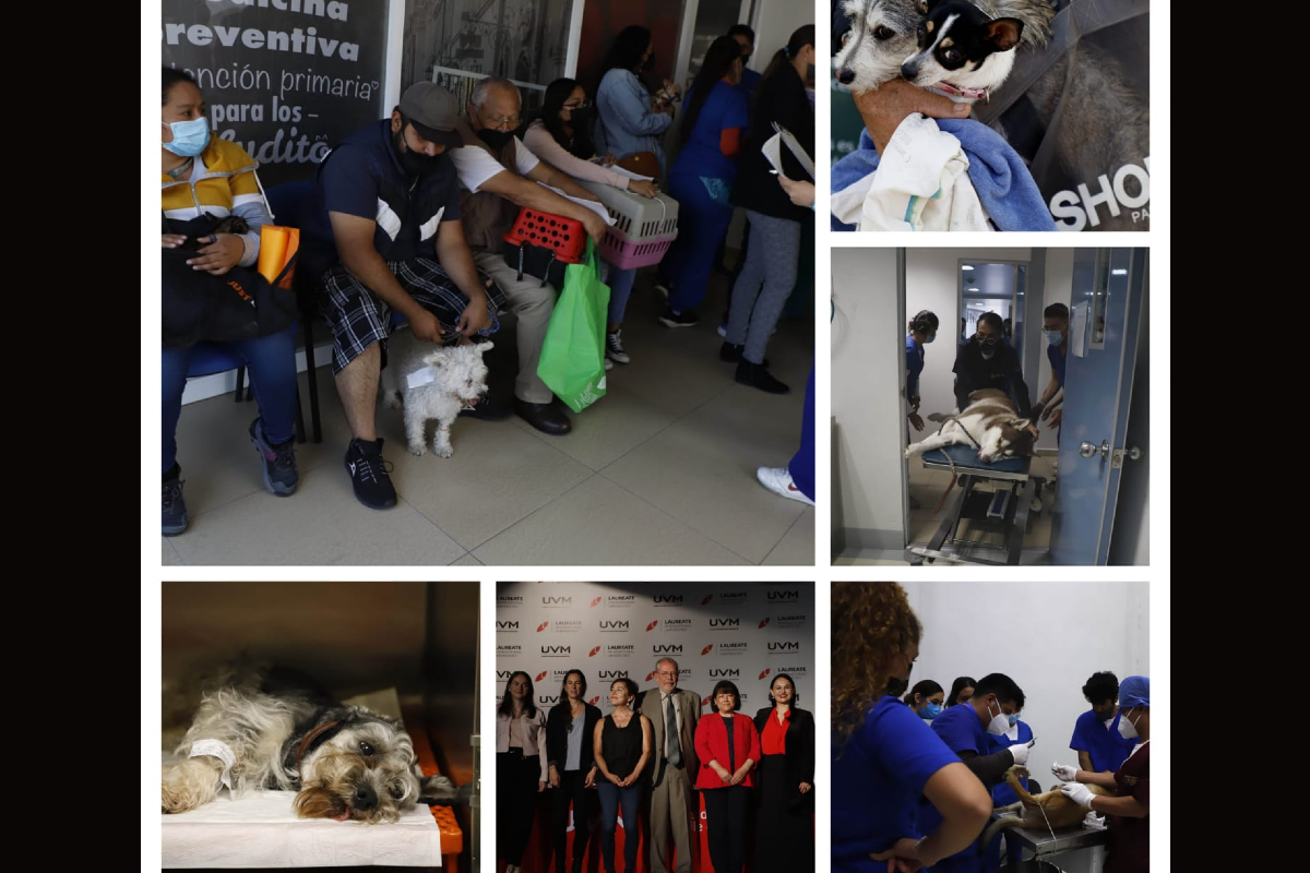 La Ciudad de México participa en la Primera Jornada de Esterilización Masiva para perros y gatos en Latinoamérica
