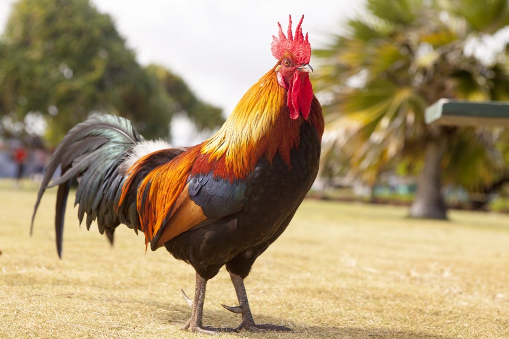 Foto:Pixabay|¡No soportaron! Pareja demanda a su vecino por su gallo que canta más de 100 veces al día