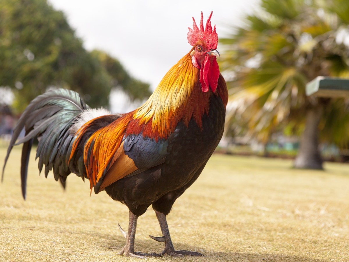 Foto:Pixabay|¡No soportaron! Pareja demanda a su vecino por su gallo que canta más de 100 veces al día