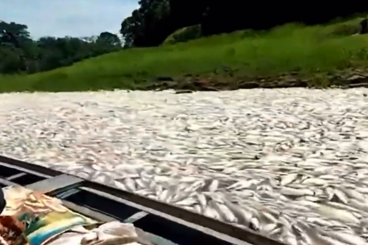 Foto: Twitter/ @AlertaCambio | VIDEO: Miles de peces aparecen muertos en el lago Coari 