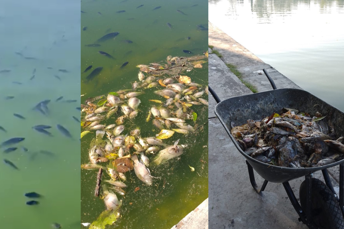 peces lago de chapultepec