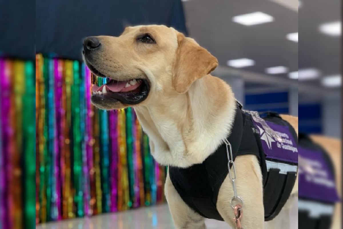 Toby, el canino que pasó a formar parte de los elementos del GAP, con el fin de desestresar a los pasajeros del Aeropuerto de Guadalajara