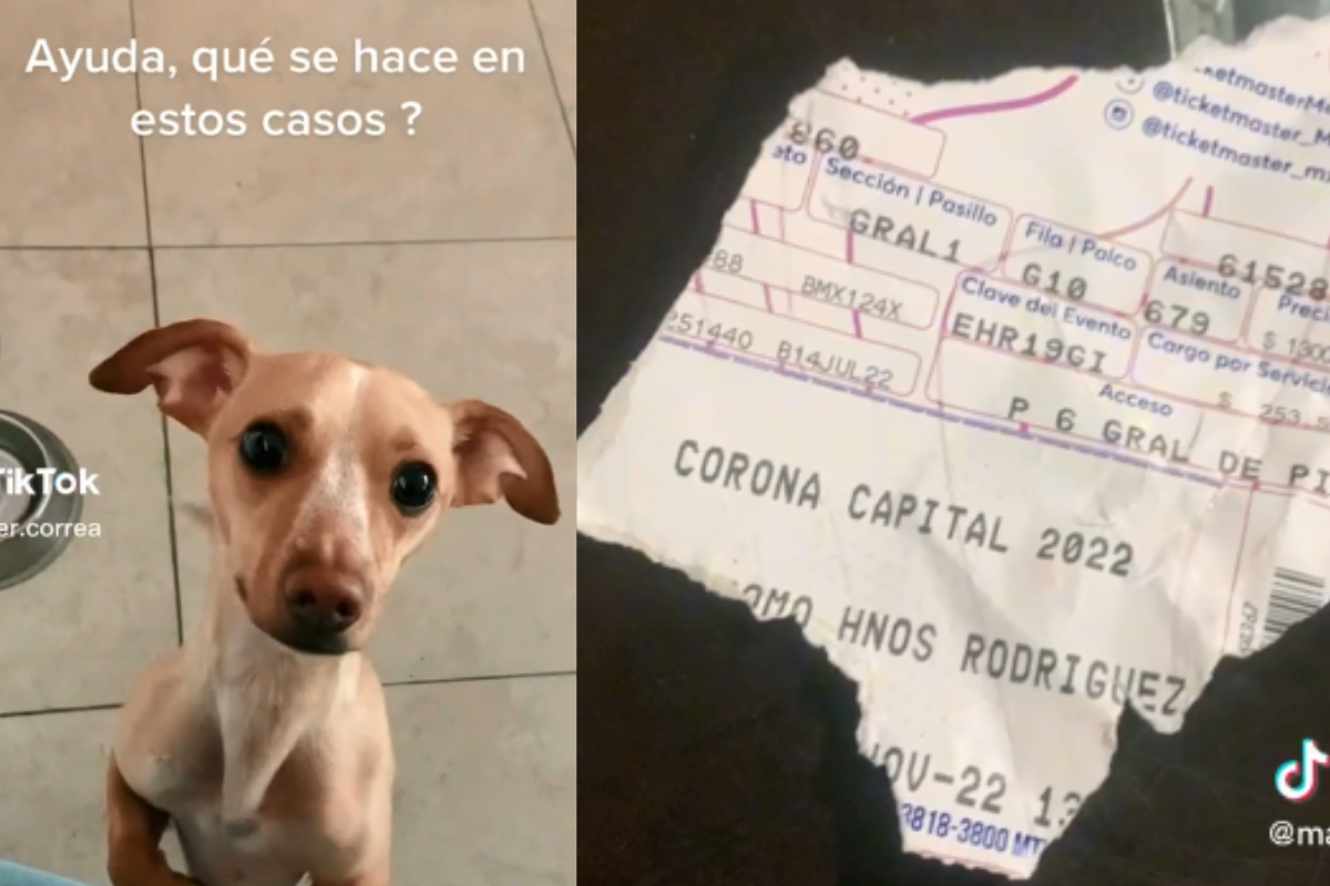 Foto: TikTok/ mafer.correa | ¡Mi mascota se comió mi boleto! Perrito rompe entrada para el Corona Capital