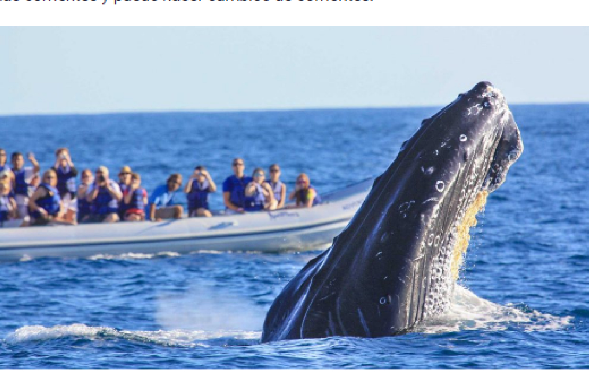 Llegan a Bahía de Banderas, Puerto Vallarta, las primeras ballenas jorobadas, tras un largo viaje desde California, EU