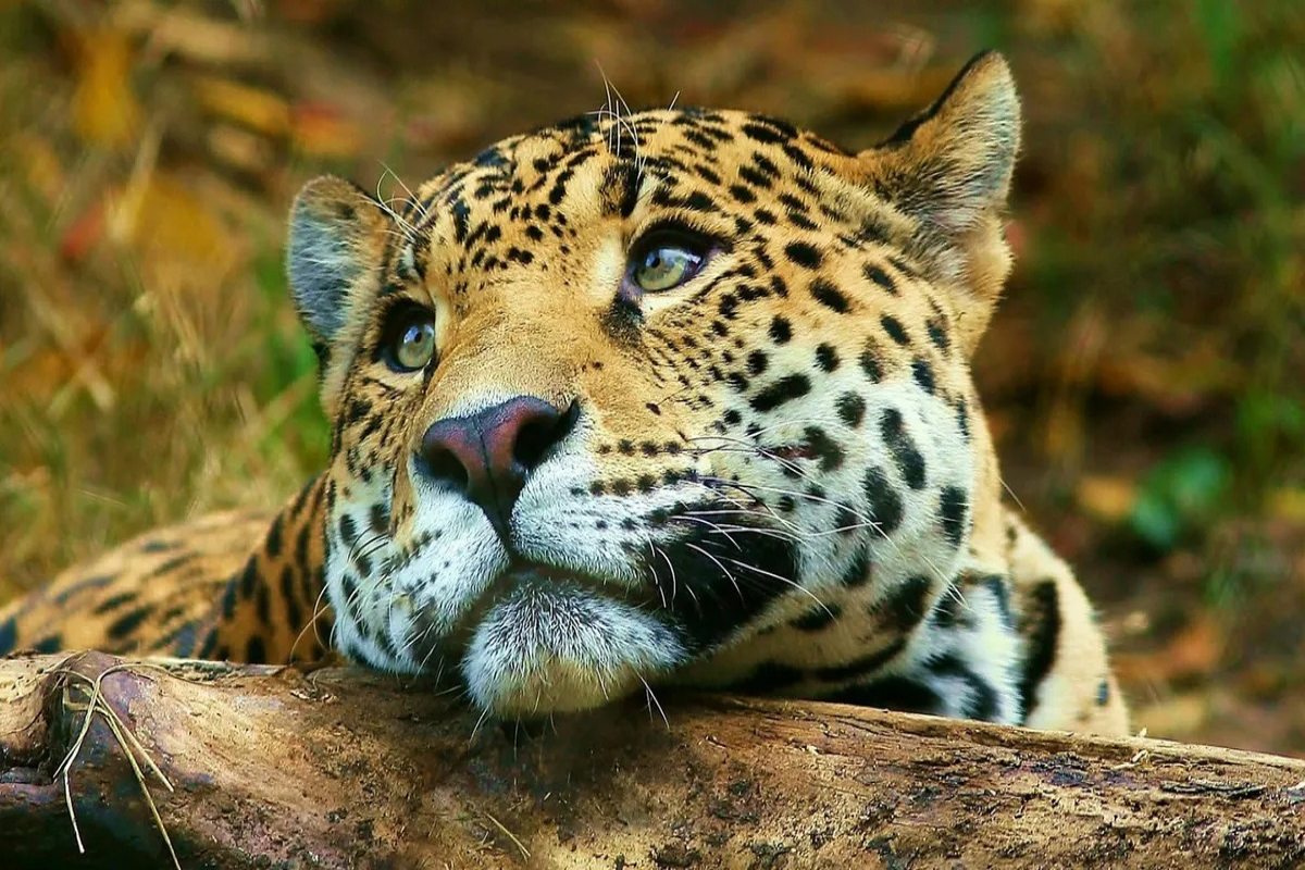 jaguar horas q. roo