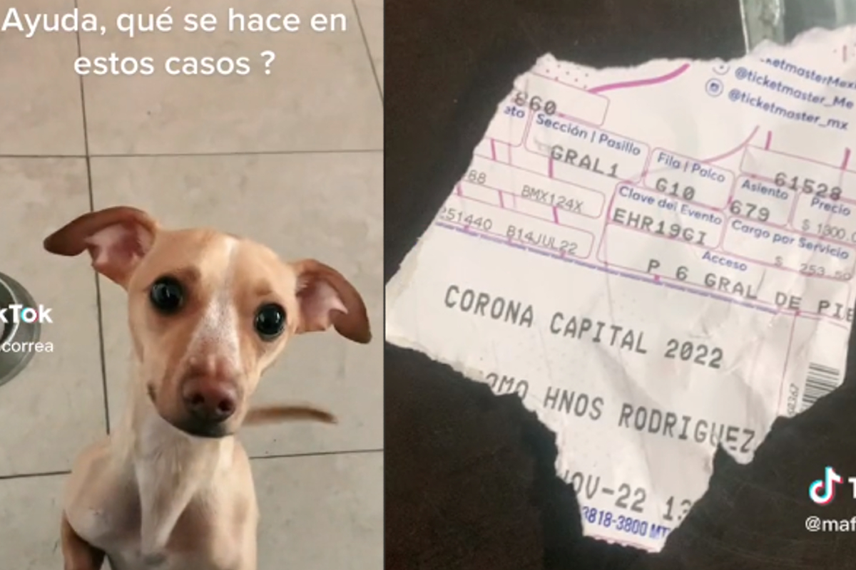 TikTok: Terrible!  Lomito destroys its owner’s ticket for the Corona Capital