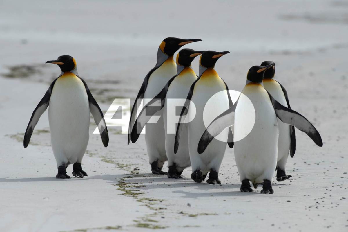 Foto: AFP | El pingüinos real se pasa la vida en el mar y solo vuelve a tierra para poner sus huevos.