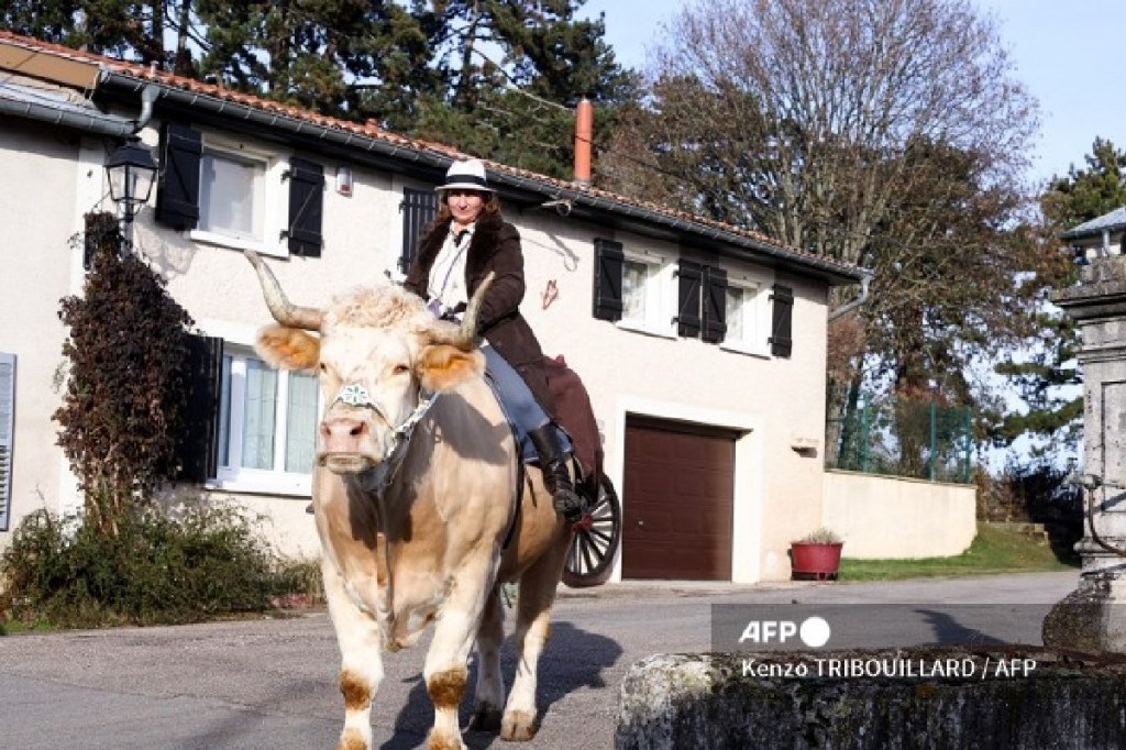 Él es Aston, el toro de 1,4 toneladas que se cree caballo, y pasea apaciblemente en un pueblo del este de Francia
