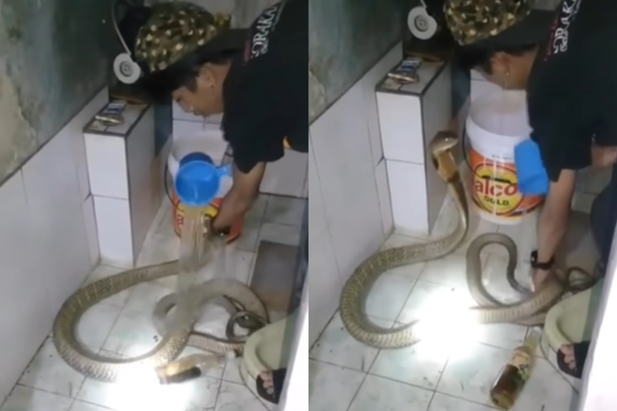 Foto:Captura de pantalla|Video: Hombre se vuelve viral por bañar a su serpiente a jicarazos