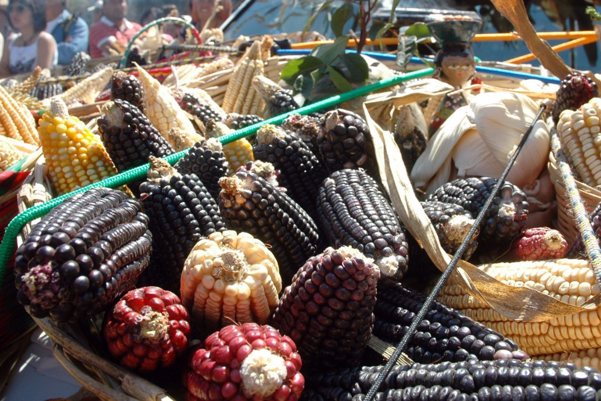 Foto:Cuartoscuro|México plantea análisis bilateral para maíz transgénico