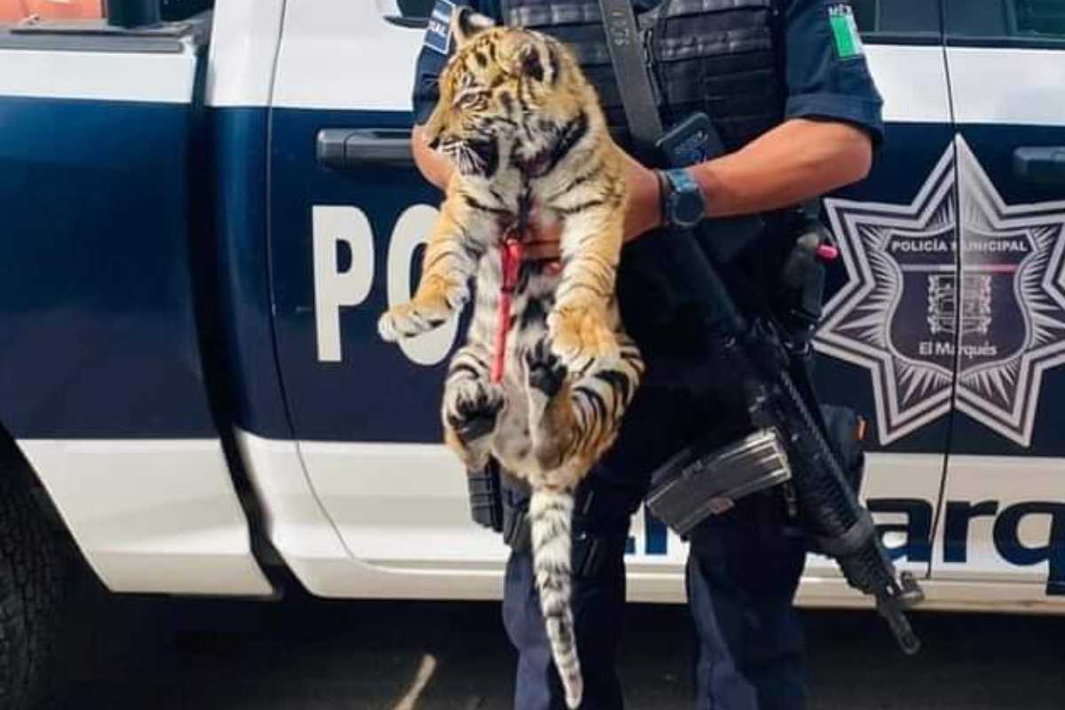 Una pareja fue detenida en Querétaro mientras transportaba armas y un cachorro de tigre.