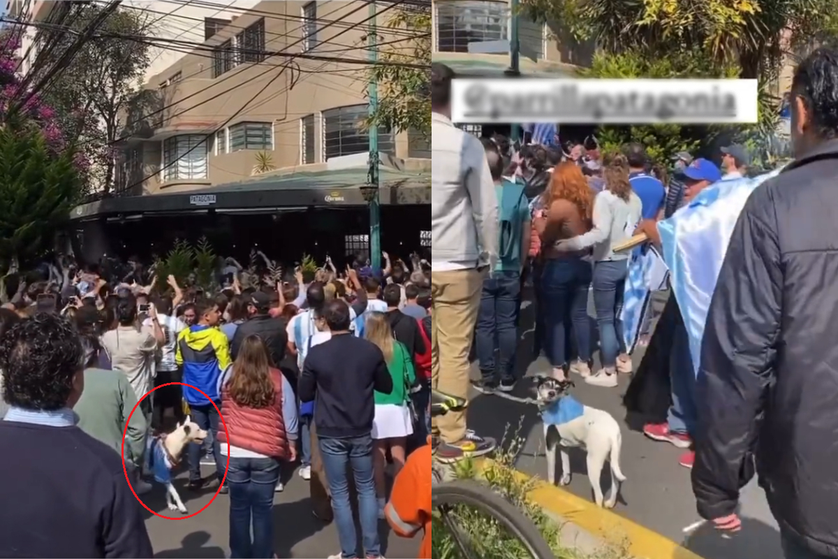 Perrito roba cámara con jersey de Argentina en festejo mundialista.