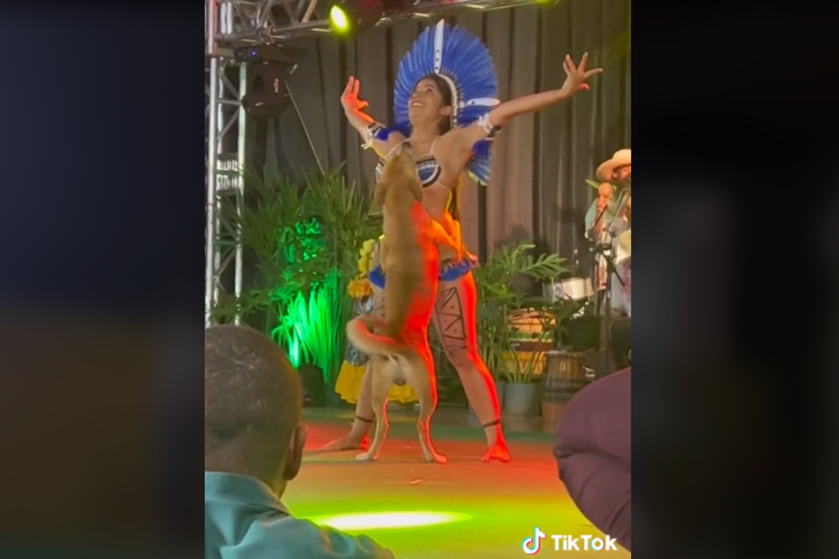 TikTok: Perro interrumpe show de baile; rutina se hace viral