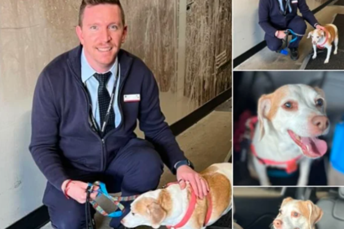 Foto:Facebook/furbabies animal rescue|Dueña abandona a su perrita en el aeropuerto; no cupo la jaula debajo del asiento