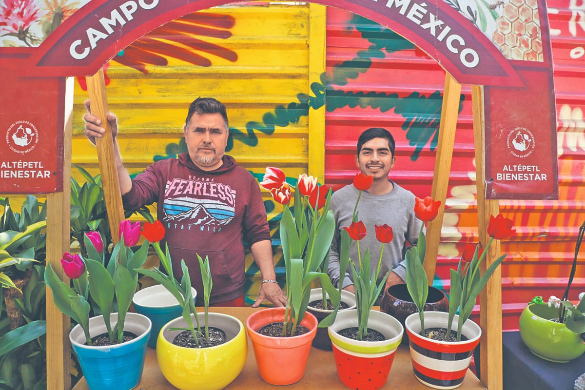 Arranca temporada de tulipanes en Reforma - 24 Horas