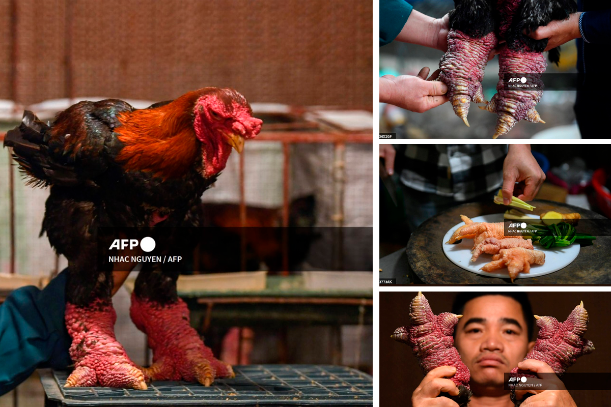Foto: AFP | Los pollos dragón excepcionales pueden encontrar compradores por diez veces más, y algunos incluso son presentados en concursos de belleza.
