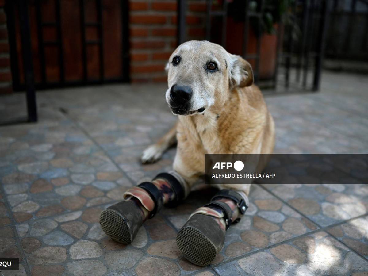 Foto: AFP | perro Con sus dos prótesis de cuero, Pay de Limón es la estrella del santuario.