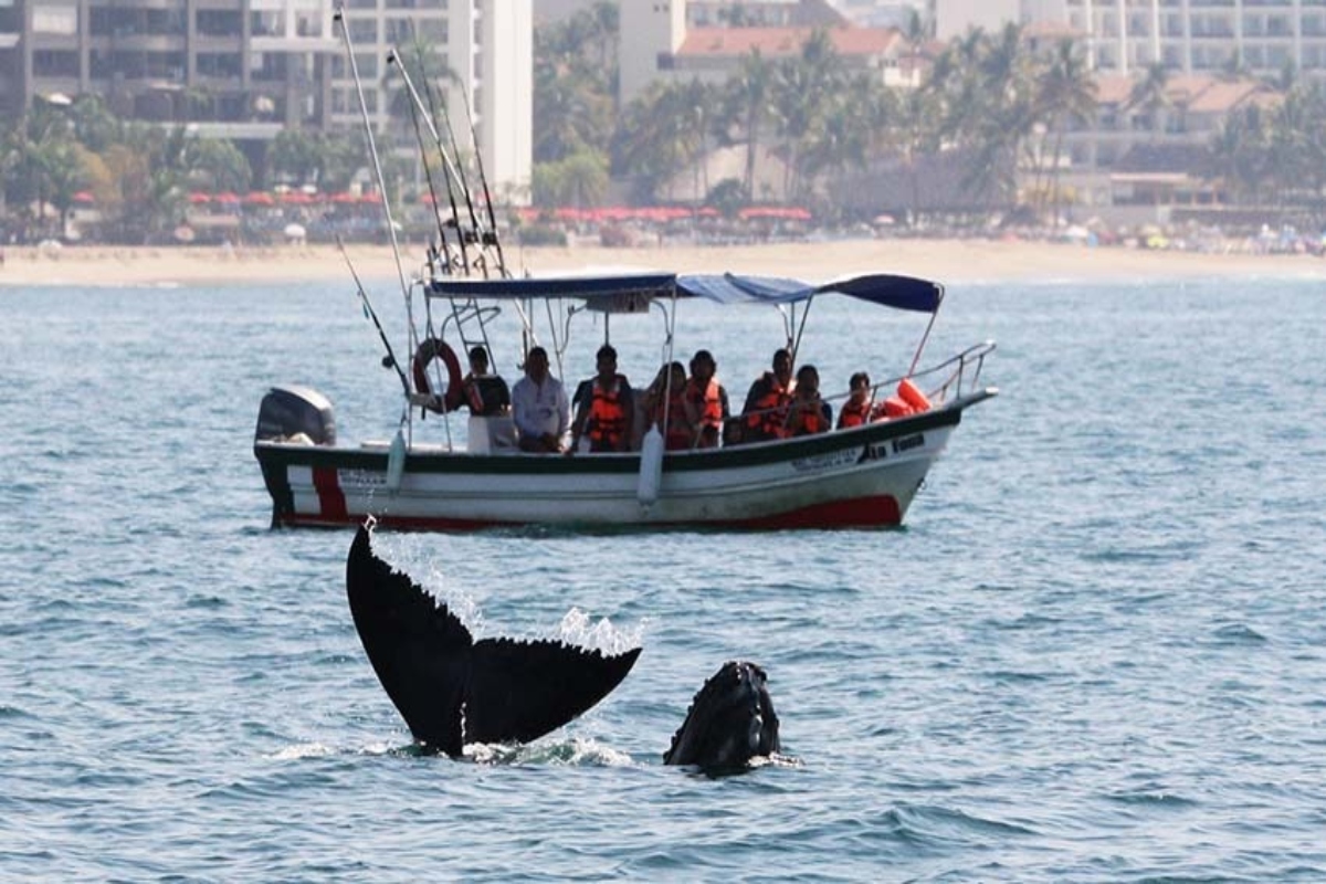 Cientos de turistas desean presenciar en mar abierto la danza de las ballenas