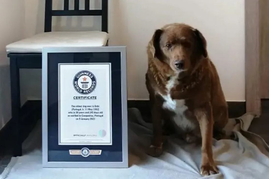 Récord Guinness | Bobi, nombrado el perro más longevo del mundo.