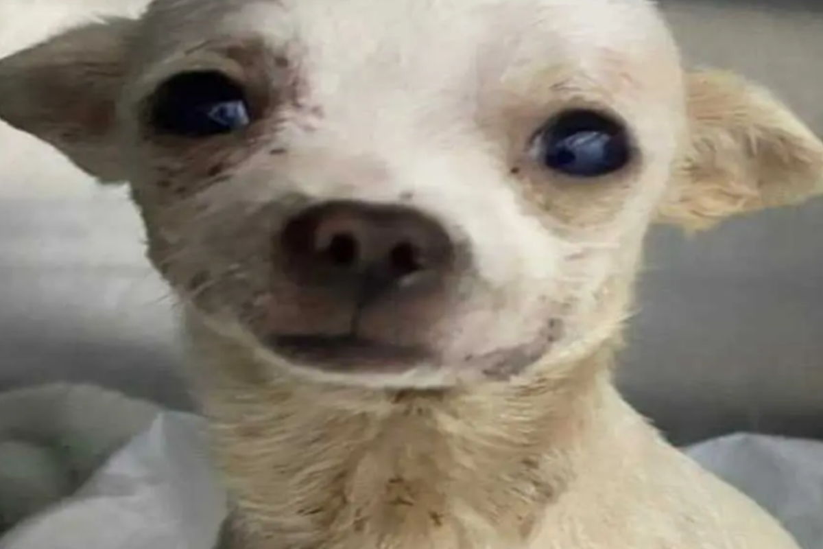 Foto:Redes sociales|¡Se fue! Muere Pinky, el perrito chihuahua que defendió su hogar de un ladrón