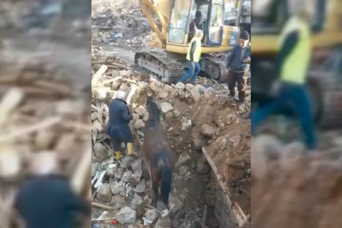 Rescatan a caballo atrapado bajo escombros de sismo en Turquía.
