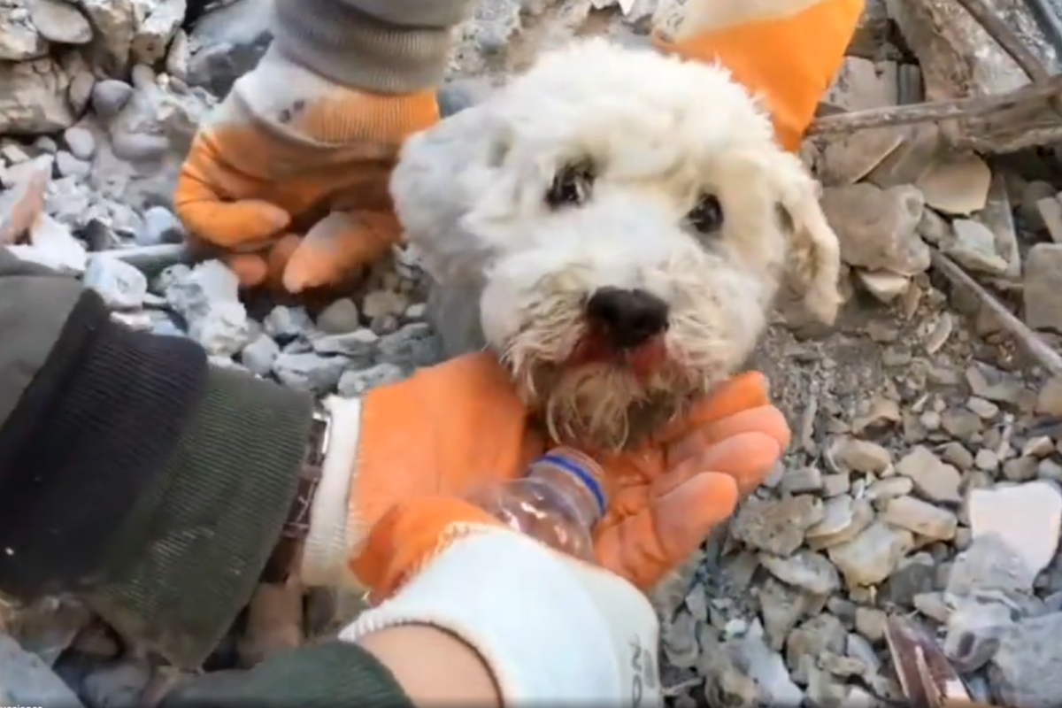 Rescatan a perrito atrapado entre escombros de sismo en Turquía.