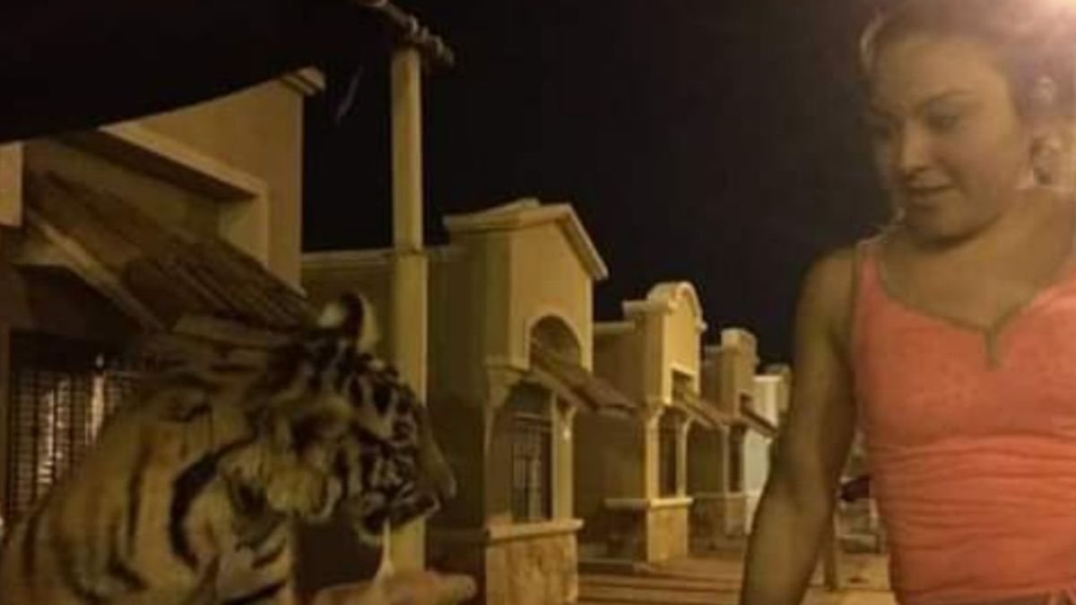 Foto:Captura de pantalla|Usuaria denuncia el robo de Baluma, un tigre de Bengala en Sonora