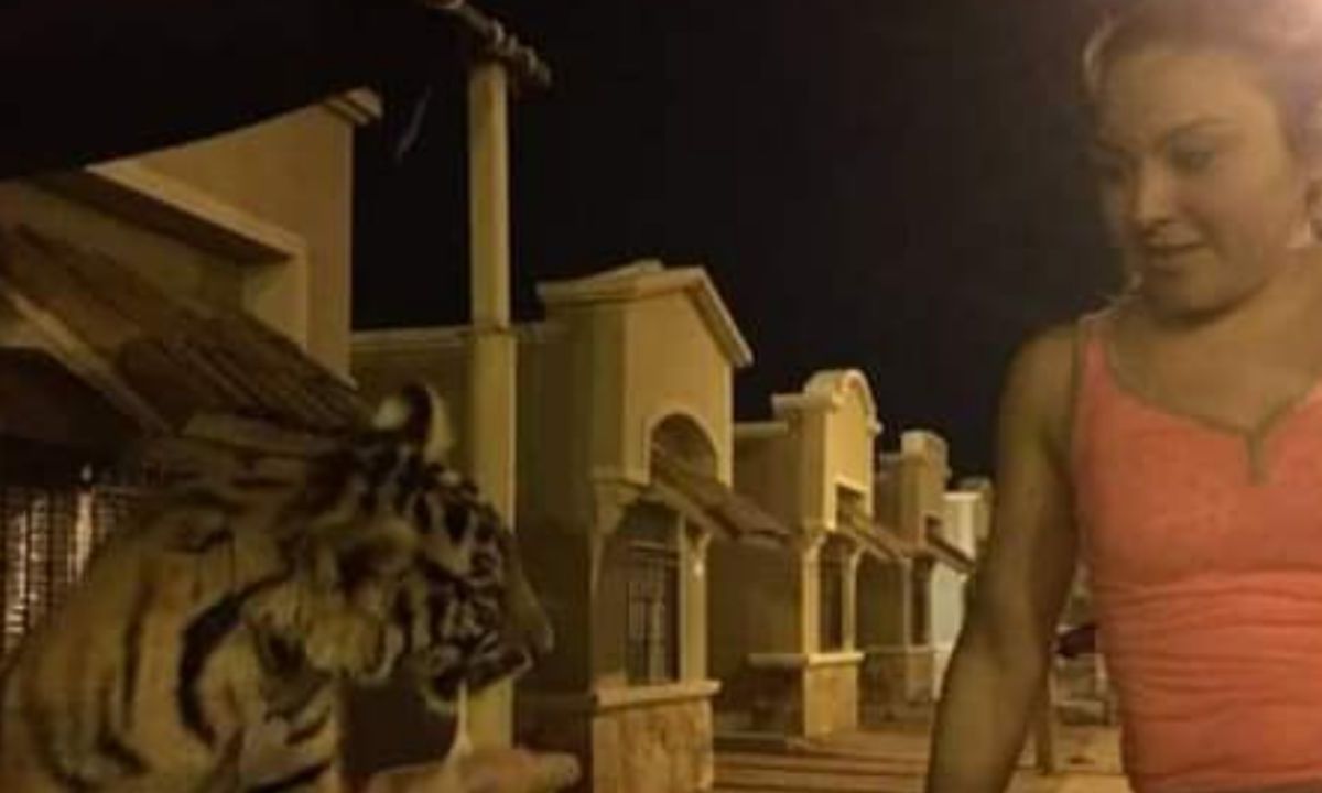 Foto:Captura de pantalla|Usuaria denuncia el robo de Baluma, un tigre de Bengala en Sonora