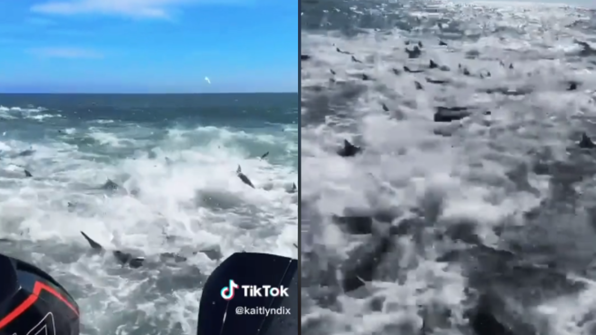 Foto:Captura de pantalla|¡Impactante! Tiburones rodean embarcación con tripulantes; se viraliza