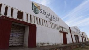 Segalmex debe informar sobre recuperación de 950 mdp para compra de certificados bursátiles: INAI. Noticias en tiempo real