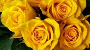 ¿Por qué el 21 de marzo se regalan flores amarillas?. Noticias en tiempo real